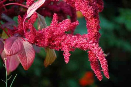 Agricultural Biodiversity Project to Improve Nutrition and Food Security Worldwide Image
